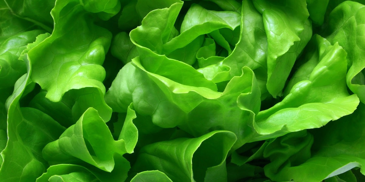 Butter Lettuce Tacos Recipe